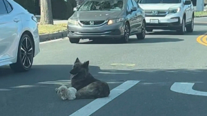 Illustration : "Perdue au milieu d’une route très fréquentée, cette chienne fait tout son possible pour protéger son petit compagnon jusqu’à l’arrivée des secours (vidéo) "