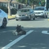 Illustration : Perdue au milieu d&rsquo;une route tr&egrave;s fr&eacute;quent&eacute;e, cette chienne fait tout son possible pour prot&eacute;ger son petit compagnon jusqu&rsquo;&agrave; l&rsquo;arriv&eacute;e des secours (vid&eacute;o) 