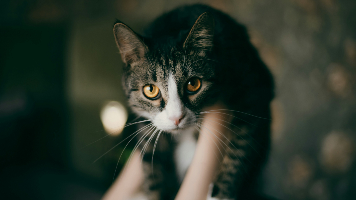 Illustration : "Prendre un chat par la peau du cou l'apaise car cela lui rappelle sa mère : vrai ou faux ?"