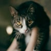 Illustration : Prendre un chat par la peau du cou l'apaise car cela lui rappelle sa m&egrave;re : vrai ou faux ?