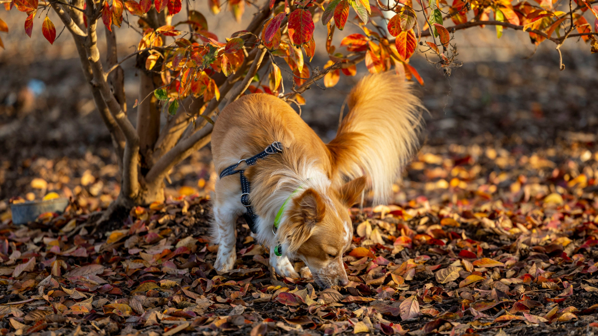 Illustration : "Promenade olfactive : une étude prouve que laisser un chien renifler le rend plus optimiste"