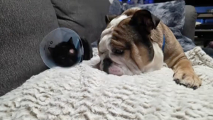 Illustration : Une femme sauve un chaton borgne, son Bulldog décide qu’il faut l’adopter et s’autoproclame grand frère (vidéo)