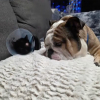 Illustration : Une femme sauve un chaton borgne, son Bulldog d&eacute;cide qu&rsquo;il faut l&rsquo;adopter et s&rsquo;autoproclame grand fr&egrave;re (vid&eacute;o)