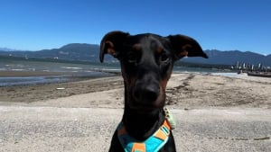 Illustration : « Je suis tellement fière de lui », après des années d’efforts, ce Dobermann réussit enfin à vaincre sa peur de l’eau (vidéo)