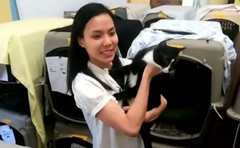 Disparu depuis 7 mois, ce chat est retrouvé par miracle au milieu de 92 animaux sauvés d’une situation d’accumulation (vidéo)