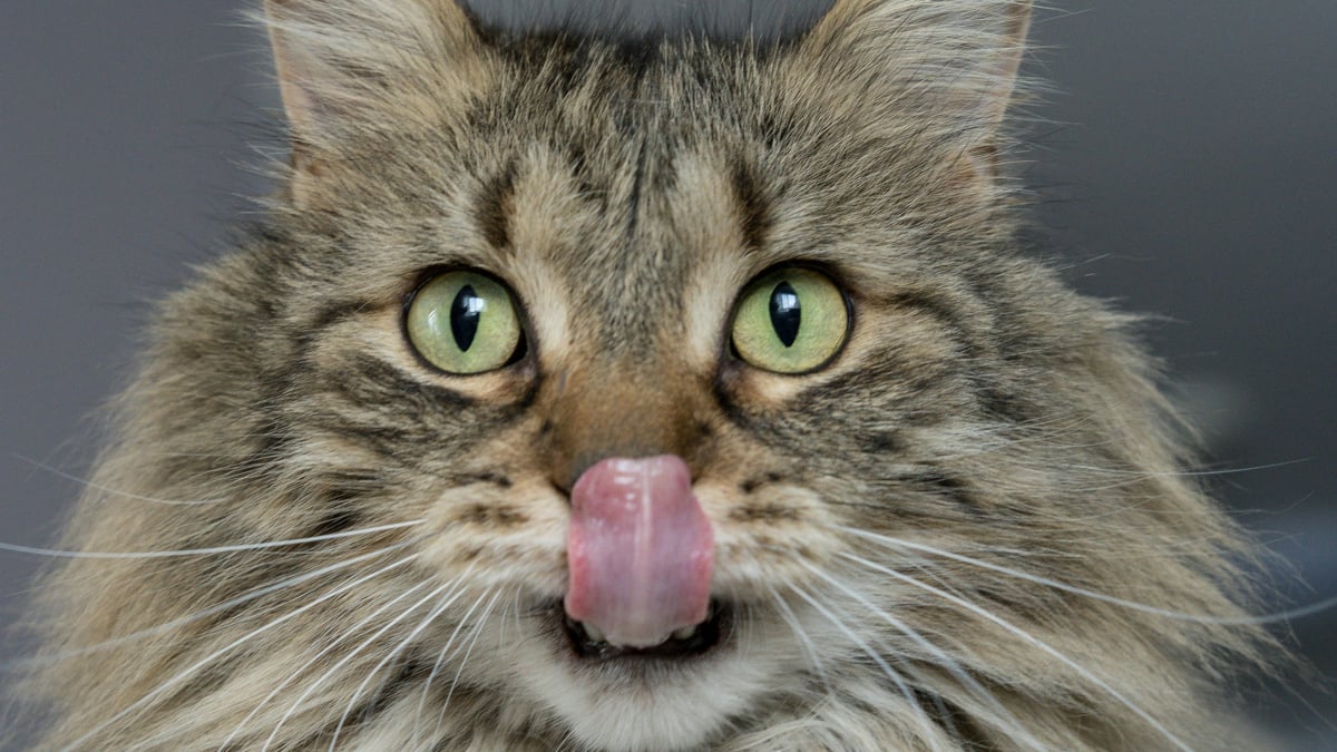 Illustration : "4 signes qui peuvent indiquer que votre chat est en surpoids "