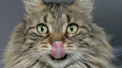 Illustration : 4 signes qui peuvent indiquer que votre chat est en surpoids 