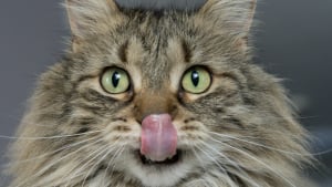 Illustration : 4 signes qui peuvent indiquer que votre chat est en surpoids 