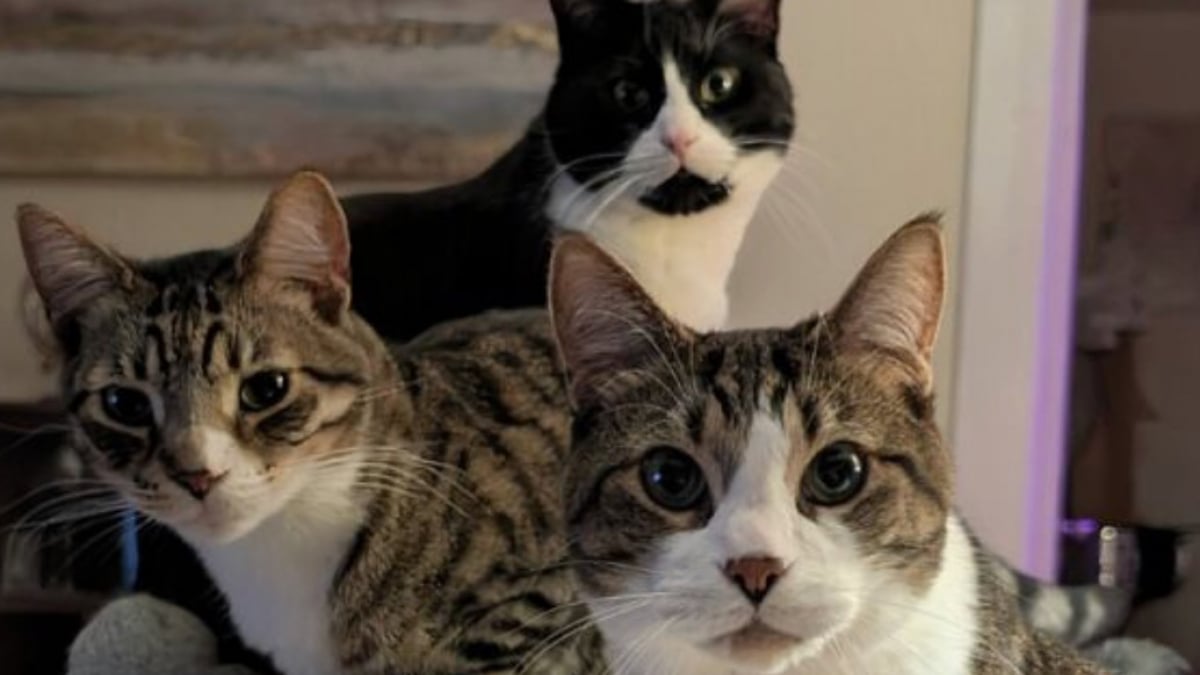 Illustration : "45 photos de groupes de chats complices qui mettent toute leur malice en avant "