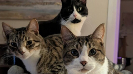Illustration : 45 photos de groupes de chats complices qui mettent toute leur malice en avant 