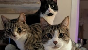 Illustration : 45 photos de groupes de chats complices qui mettent toute leur malice en avant 