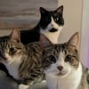 Illustration : 45 photos de groupes de chats complices qui mettent toute leur malice en avant 