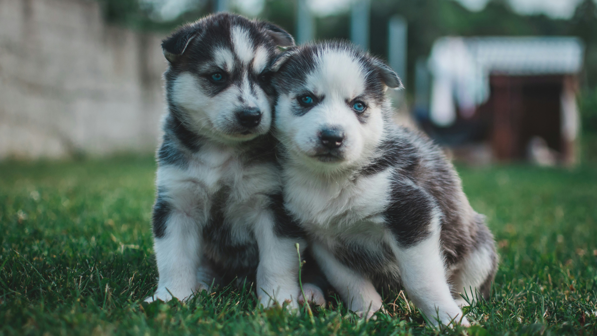 Illustration : "Un jeune Husky rencontre sa sœur de portée adoptée par la mère de sa propriétaire et lui réserve un accueil chaleureux (vidéo)"