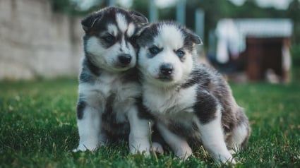 Illustration : Un jeune Husky rencontre sa s&oelig;ur de port&eacute;e adopt&eacute;e par la m&egrave;re de sa propri&eacute;taire et lui r&eacute;serve un accueil chaleureux (vid&eacute;o)