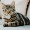 Illustration : Charg&eacute;e de garder les animaux de son fils, une femme fait entrer par erreur un chat qui n&rsquo;appartient pas &agrave; la famille (vid&eacute;o)