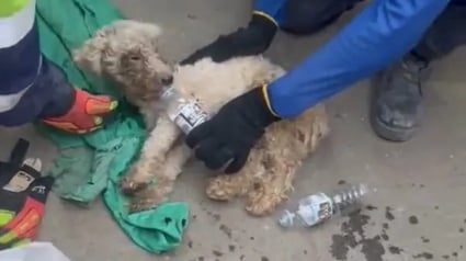 Illustration : Pi&eacute;g&eacute; depuis 29 jours sous les d&eacute;combres d&rsquo;un s&eacute;isme, un Caniche est retrouv&eacute; vivant par des sauveteurs (vid&eacute;o)