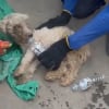 Illustration : Pi&eacute;g&eacute; depuis 29 jours sous les d&eacute;combres d&rsquo;un s&eacute;isme, un Caniche est retrouv&eacute; vivant par des sauveteurs (vid&eacute;o)