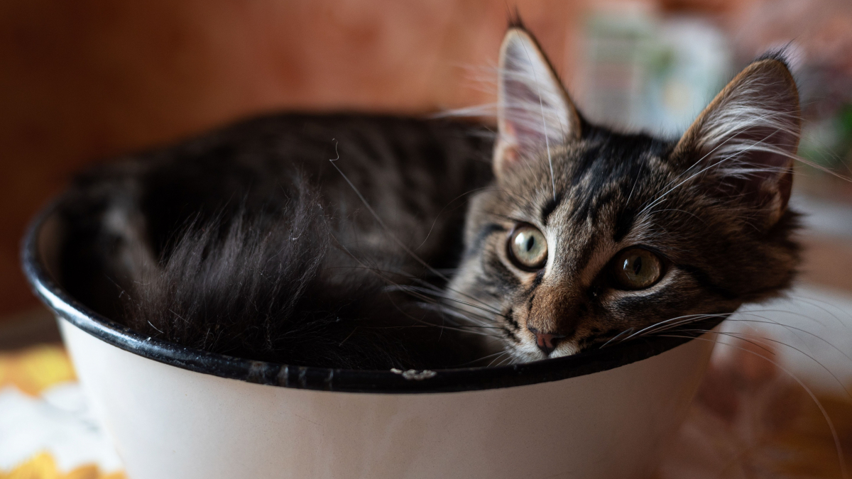 Illustration : "Récompensée par un prix cette étude scientifique prouve que le chat peut se comporter comme un liquide grâce à sa grande souplesse"