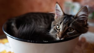Illustration : "Récompensée par un prix cette étude scientifique prouve que le chat peut se comporter comme un liquide grâce à sa grande souplesse"