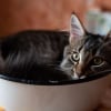 Illustration : R&eacute;compens&eacute;e par un prix cette &eacute;tude scientifique prouve que le chat peut se comporter comme un liquide gr&acirc;ce &agrave; sa grande souplesse