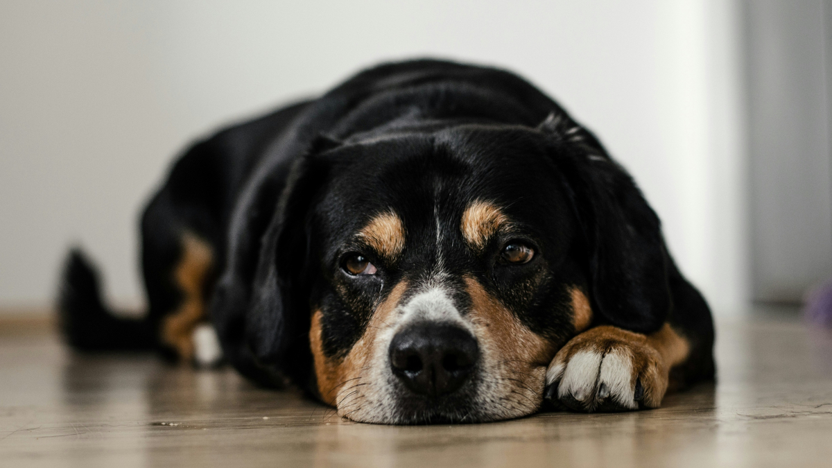 Illustration : "Pourquoi le ventre de votre chien gargouille-t-il parfois si fort ?"