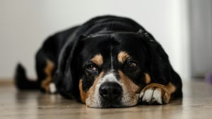Illustration : "Pourquoi le ventre de votre chien gargouille-t-il parfois si fort ?"