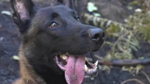 Illustration : "Grâce à son flair hors pair, ce Malinois est l’un des rares chiens de France capables de retrouver les accélérateurs d'incendie (vidéo)"