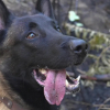 Illustration : Gr&acirc;ce &agrave; son flair hors pair, ce Malinois est l&rsquo;un des rares chiens de France capables de retrouver les acc&eacute;l&eacute;rateurs d'incendie (vid&eacute;o)