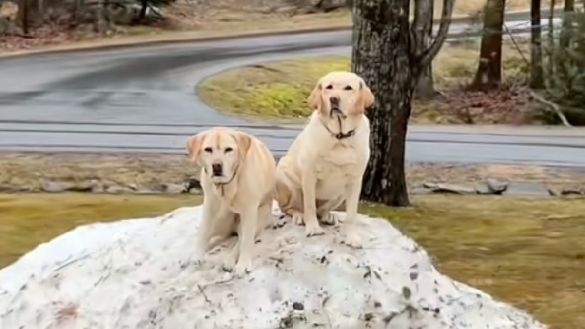 Illustration : "Ces 2 Labradors ont un talent particulier pour se retrouver coincés dans les situations les plus improbables (vidéo)"
