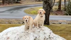 Illustration : Ces 2 Labradors ont un talent particulier pour se retrouver coincés dans les situations les plus improbables (vidéo)