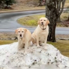 Illustration : Ces 2 Labradors ont un talent particulier pour se retrouver coinc&eacute;s dans les situations les plus improbables (vid&eacute;o)