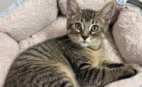 Maigres, une chatte et ses 4 chatons abandonnés dans une cage à oiseaux se rétablissent en famille d’accueil
