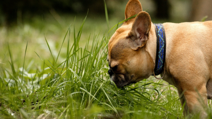 Illustration : Les chiens mangent-ils de l'herbe uniquement pour se faire vomir quand ils sont malades ?