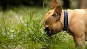 Illustration : "Les chiens mangent-ils de l'herbe uniquement pour se faire vomir quand ils sont malades ?"