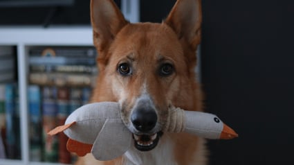 Illustration : Pourquoi votre chien vous apporte-t-il un jouet quand vous rentrez ?