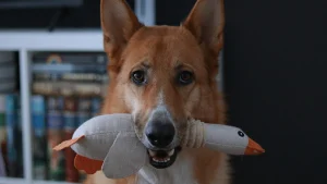 Illustration : "Pourquoi votre chien vous apporte-t-il un jouet quand vous rentrez ?"