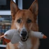 Illustration : Pourquoi votre chien vous apporte-t-il un jouet quand vous rentrez ?