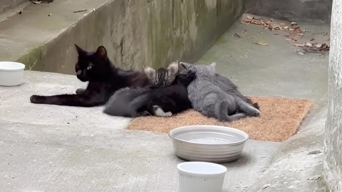 Illustration : "D’abord méfiante, une chatte ayant mis bas dans le jardin d’une maison finit par faire confiance à ses habitants (vidéo)"