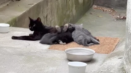 Illustration : D&rsquo;abord m&eacute;fiante, une chatte ayant mis bas dans le jardin d&rsquo;une maison finit par faire confiance &agrave; ses habitants (vid&eacute;o)