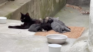 Illustration : D’abord méfiante, une chatte ayant mis bas dans le jardin d’une maison finit par faire confiance à ses habitants (vidéo)