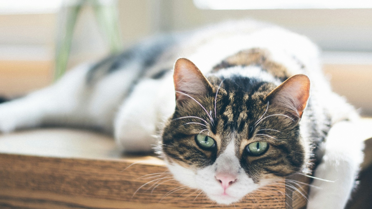 Illustration : "La science décrit avec précision le déclin cognitif chez les vieux chats : quels sont les signes qui doivent vous alerter ?"