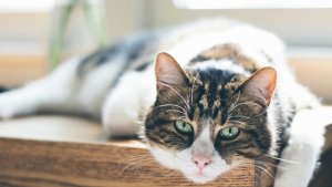 Illustration : "La science décrit avec précision le déclin cognitif chez les vieux chats : quels sont les signes qui doivent vous alerter ?"