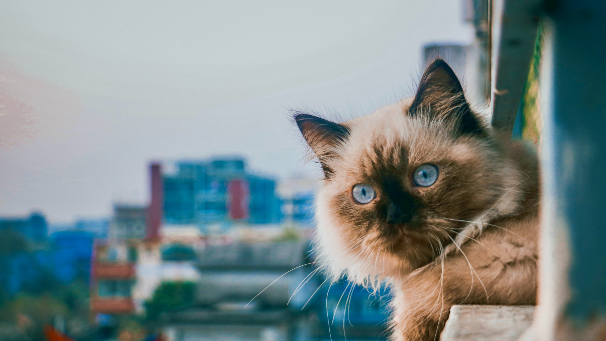 Illustration : "Les chats retombent toujours sur leurs pattes sans jamais se blesser : mythe ou réalité ?"