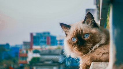 Illustration : Les chats retombent toujours sur leurs pattes sans jamais se blesser : mythe ou r&eacute;alit&eacute; ?