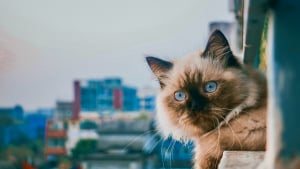 Illustration : "Les chats retombent toujours sur leurs pattes sans jamais se blesser : mythe ou réalité ?"