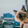 Illustration : Les chats retombent toujours sur leurs pattes sans jamais se blesser : mythe ou r&eacute;alit&eacute; ?