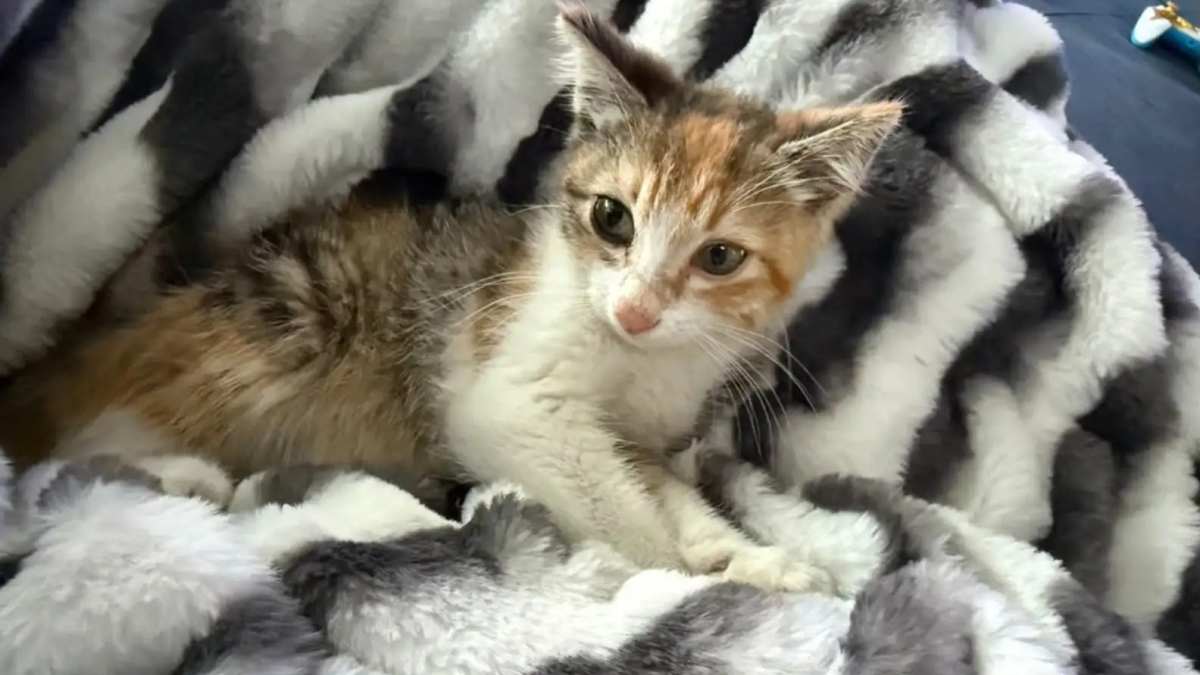 Illustration : "Alertée par des cris dans un buisson, une fillette de 11 ans découvre une petite chatte blessée qui devient très vite sa meilleure amie (vidéo)"