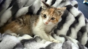 Illustration : "Alertée par des cris dans un buisson, une fillette de 11 ans découvre une petite chatte blessée qui devient très vite sa meilleure amie (vidéo)"