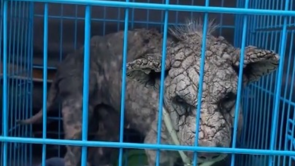 Illustration : "Couvert de croûtes à cause de la gale ce pauvre chien de rue est enfin guéri et adopté définitivement (vidéo)"