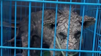 Illustration : Couvert de cro&ucirc;tes &agrave; cause de la gale ce pauvre chien de rue est enfin gu&eacute;ri et adopt&eacute; d&eacute;finitivement (vid&eacute;o)
